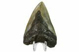 Bargain, Fossil Megalodon Tooth - North Carolina #153131-2